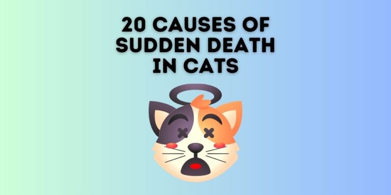 20 Main Causes of Sudden Death in Cats