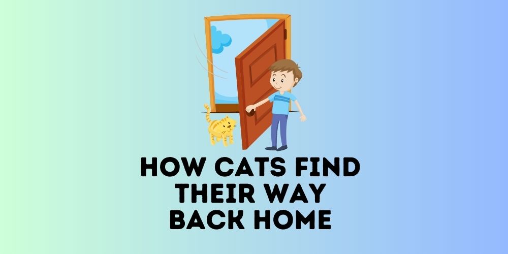 How Cats Always Find Their Way Back Home