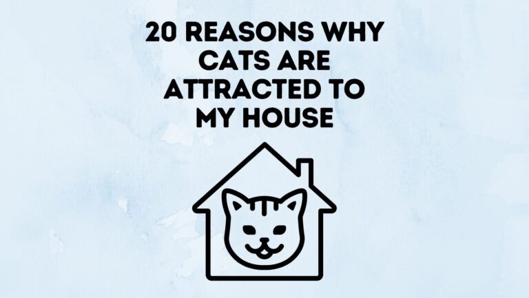 20 Reasons Why Cats Are Attracted To My House