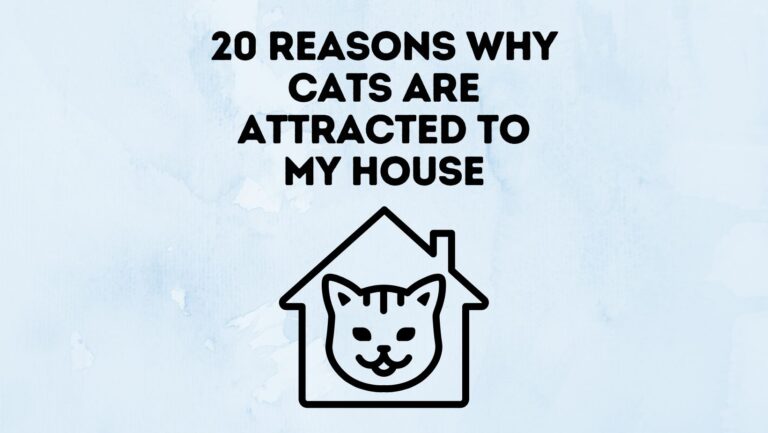 20 Reasons Why Cats Are Attracted To My House