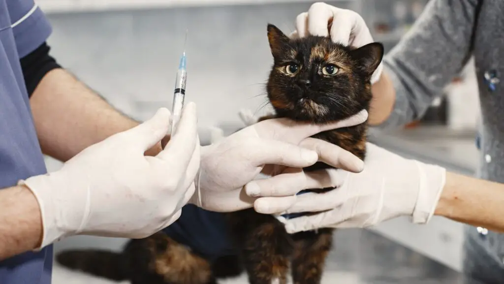 Deworming In Cats Side Effects