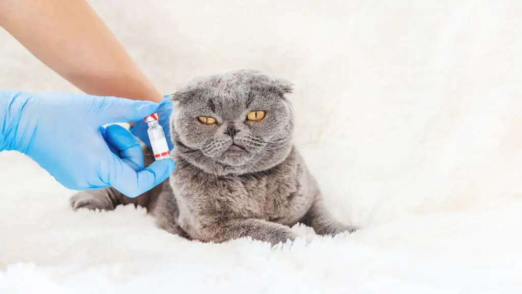 Side Effects Of Deworming In Cats 