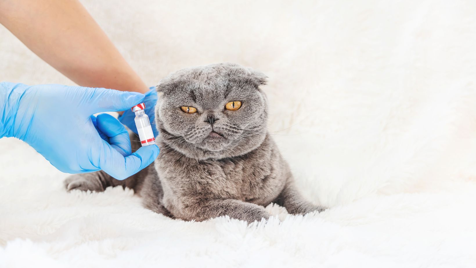 18 Common Cat Dewormer Side Effects And Tips Traveling With Your Cat
