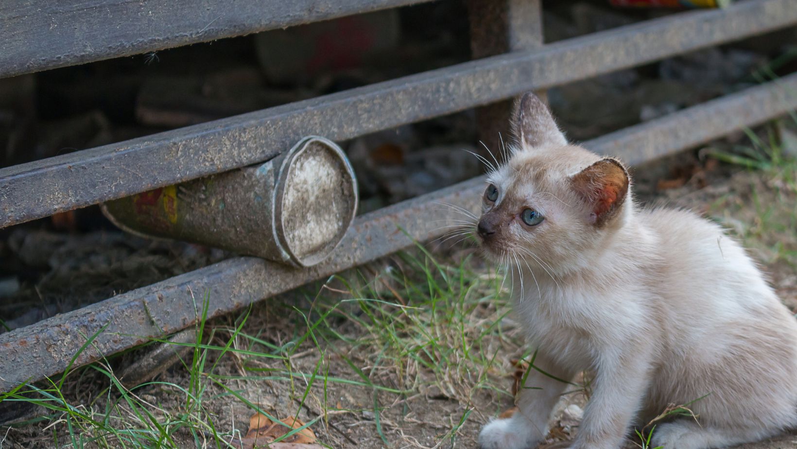 25 Reasons Why Cats Disappear Without A Trace Traveling With Your Cat