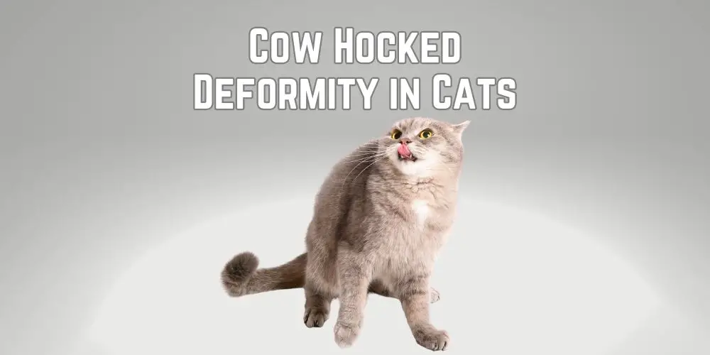 Cow Hocked Deformity in Cats