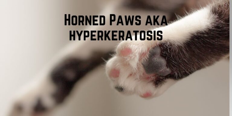 Do Horned Paws Hurt Cats? Causes and Remedies