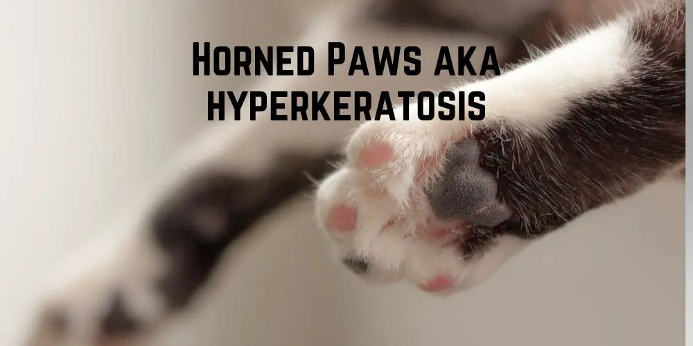 Do Horned Paws Hurt Cats? Causes and Remedies