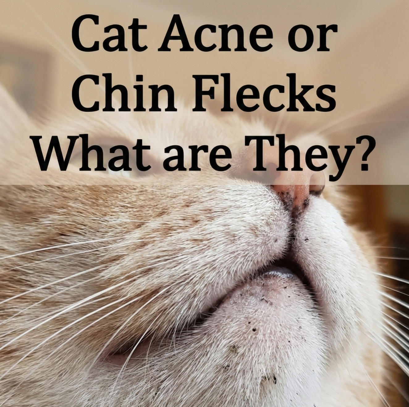 feline acne or chin flecks